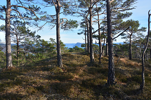 Utsikt mot Ombo fra Ringjafjellet.