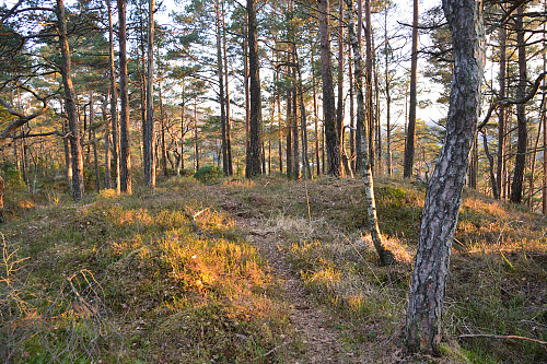 Toppen av Foråsen, 84 moh.