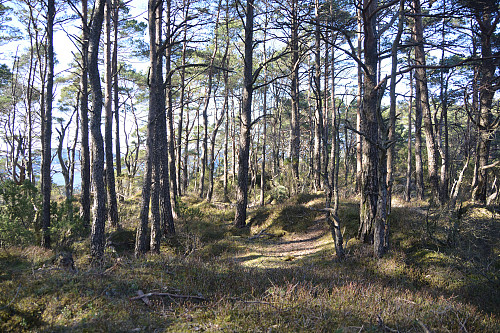 Toppen av Vårefjellet, 187 moh.