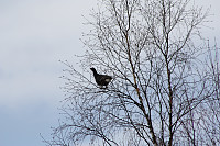 venkekristin_20150513_55536bb65d45b.jpg