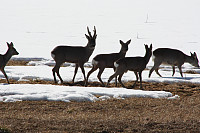 venkekristin_20150513_55536c9496ece.jpg