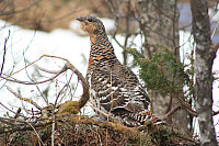 venkekristin_20150513_55536d00efb7c.jpg