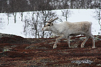 venkekristin_20150513_55536e2f6a5f2.jpg
