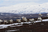 venkekristin_20150513_55536ea7743a2.jpg