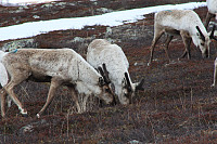 venkekristin_20150513_55536f2bdd8ac.jpg