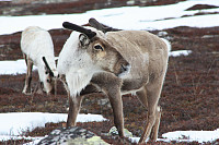 venkekristin_20150513_55536fa196608.jpg