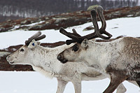venkekristin_20150513_55537012b34e3.jpg