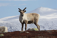 venkekristin_20150513_5553708acf751.jpg