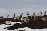 venkekristin_20150513_55537182dc630.jpg