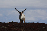 venkekristin_20150513_5553728ba4b55.jpg