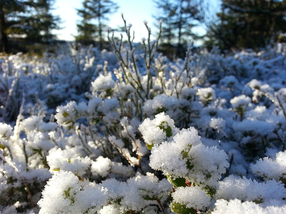 Vakkert terreng dekket med frostkrystaller.