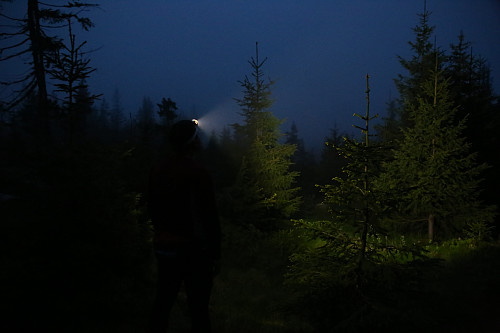 Litt trollskt skue med svakt lys ut mot nattmørk skog!