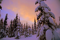 venkekristin_20180131_5a72031a173d9.jpg