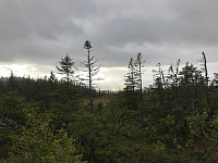 tropd_20200908_5f57472369725.jpg