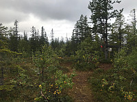 tropd_20200909_5f58f5149e9ab.jpg