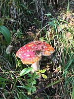 tropd_20200919_5f661073234b9.jpg