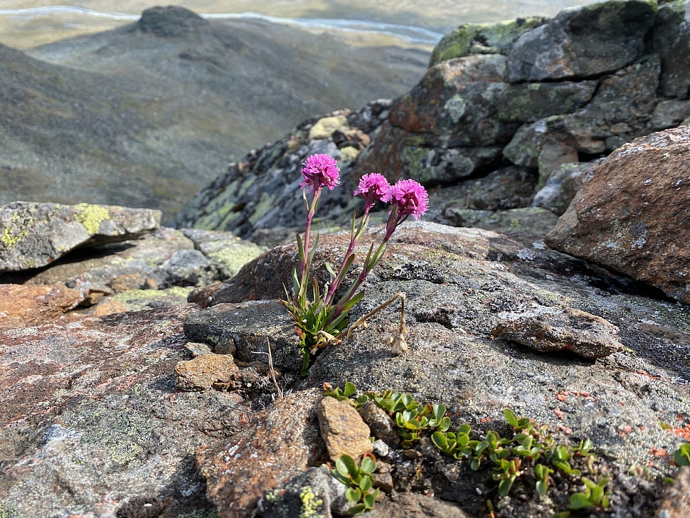 Fjelltjæreblom på rundt 1800 moh.