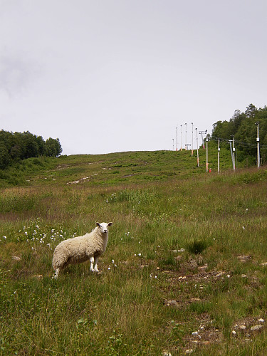 Opp skibakken. Møtte fleire på tur:)