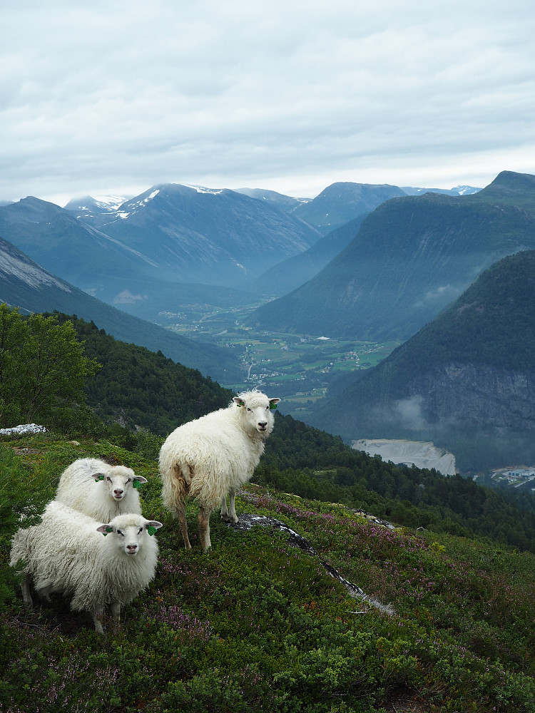 Alltid kjekt med litt selskap når eg går på tur åleiene. Valldalen bak.