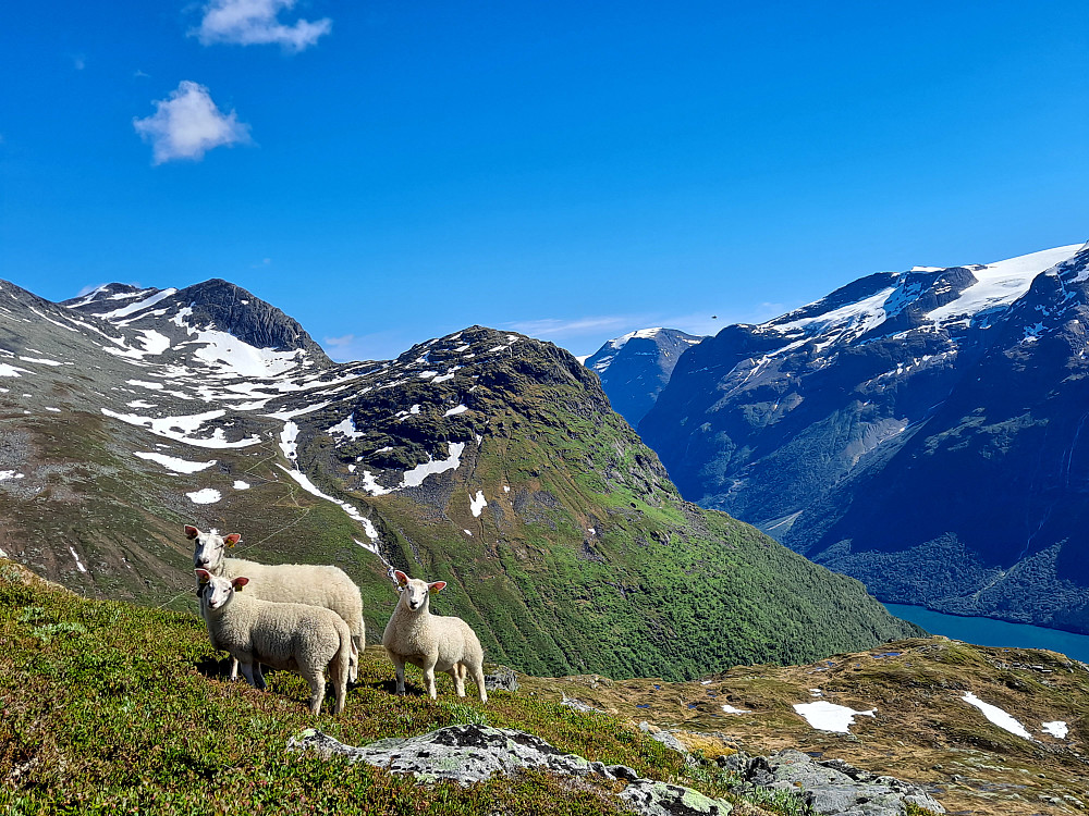 Kjekt med litt selskap etter mange timar åleine på tur, møtte berre ein person i løpet av heile dagen. Stien til Skåla, Vesleskåla og Sandsnibba bak