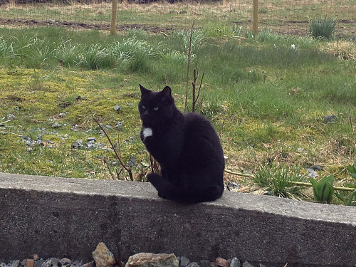 Katten sat i tunet da vi kom. Vi snakket litt med katten .. (Fritt etter Olav H. Hauge*)