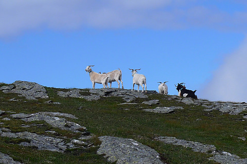 Geiteflokk ved Håfjellet