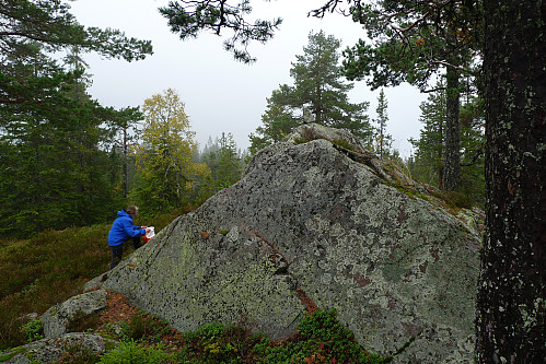 Trettekollen fra sør