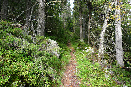 Fin skogssti mellom Svarttjern og Åsvanna