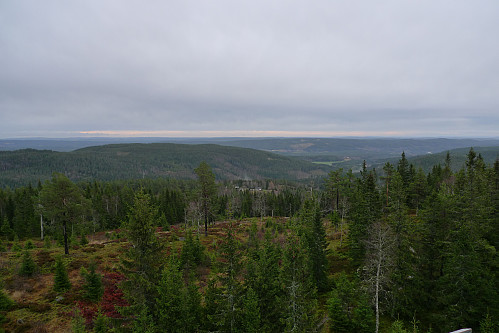 Upåklagelig utsikt over Hedmarkens skoger