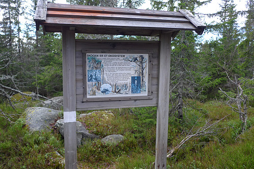 Infotavle Skogens økosystem 