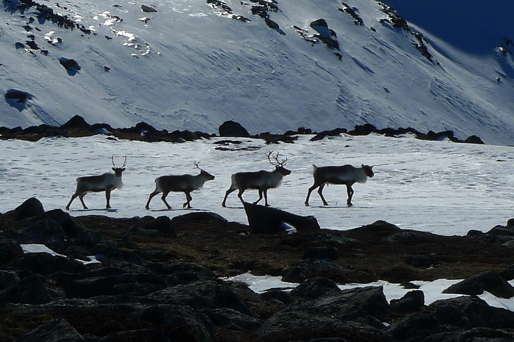 Fotogene reinsdyr på Salsegga. Bukk uten horn med tre simler i følge! Alltid like flott å treffe på reinsdyr i fjellet!