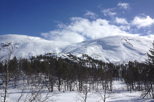 Tjørehedleren med Mjølfjellet i bakgrunnen