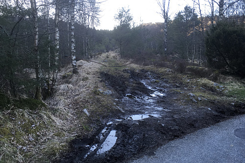 Skogsvei med rusten bom er rett veivalg mot Stolåsen fra Førde. GPS 285684 6682361