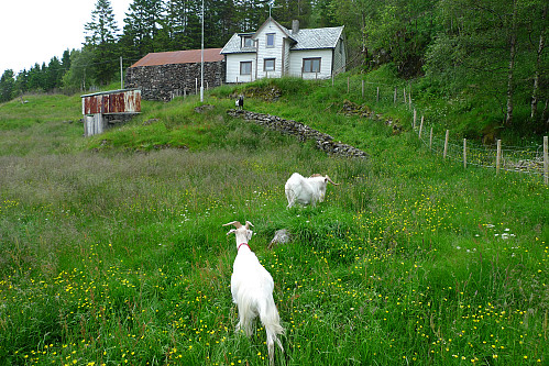 Nedlagt gårdsbruk med flott steinmur på Fjellsbø