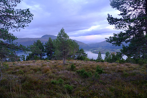 Utsikt østover mot Torvikbukt