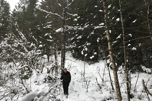Granskog og hjortesti opp mot toppen