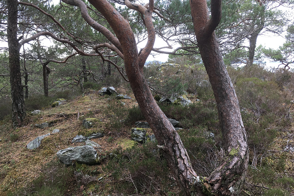 Restene av gravrøysen sett fra nord