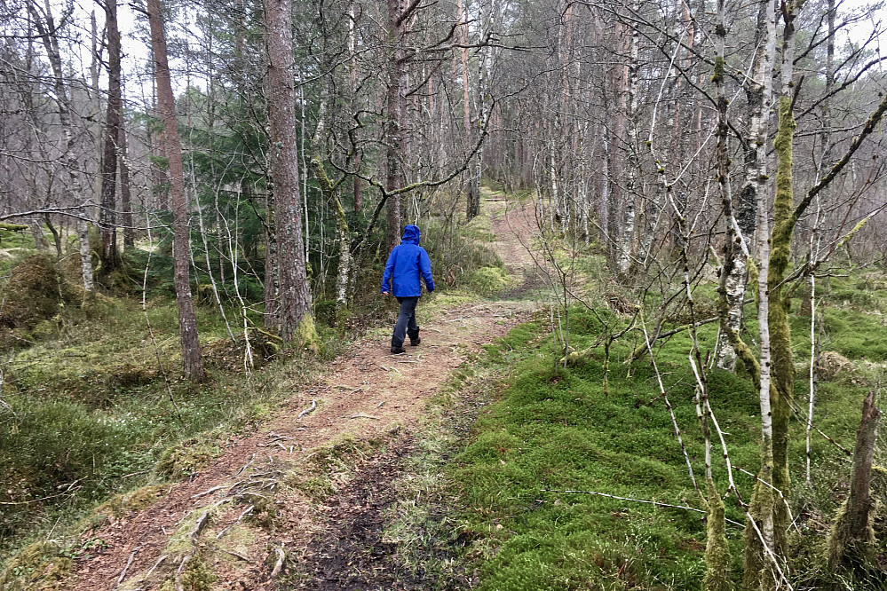 Akkurat her var det tørt og lettgått i fint skogsterreng