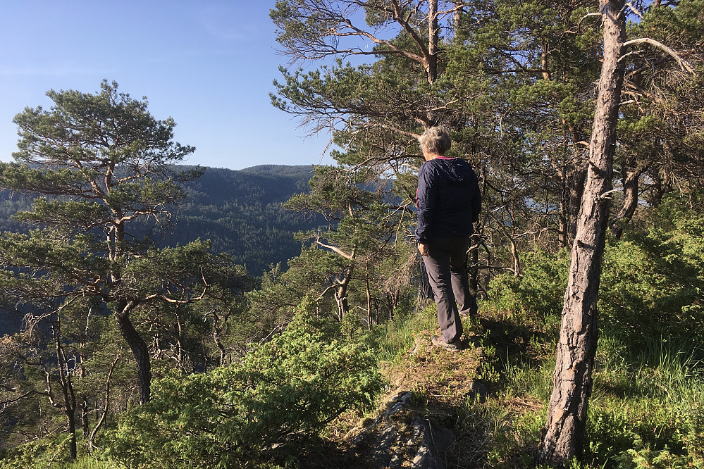 Litt mer åpent og kanskje like høyt ca. 10 m sør for offisiell PB-topp