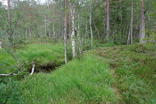Stistart mot Det grøne skaret til venstre. Merket T-sti (røde merker på trærne) mot Grunnetjørnsbu mot høyre