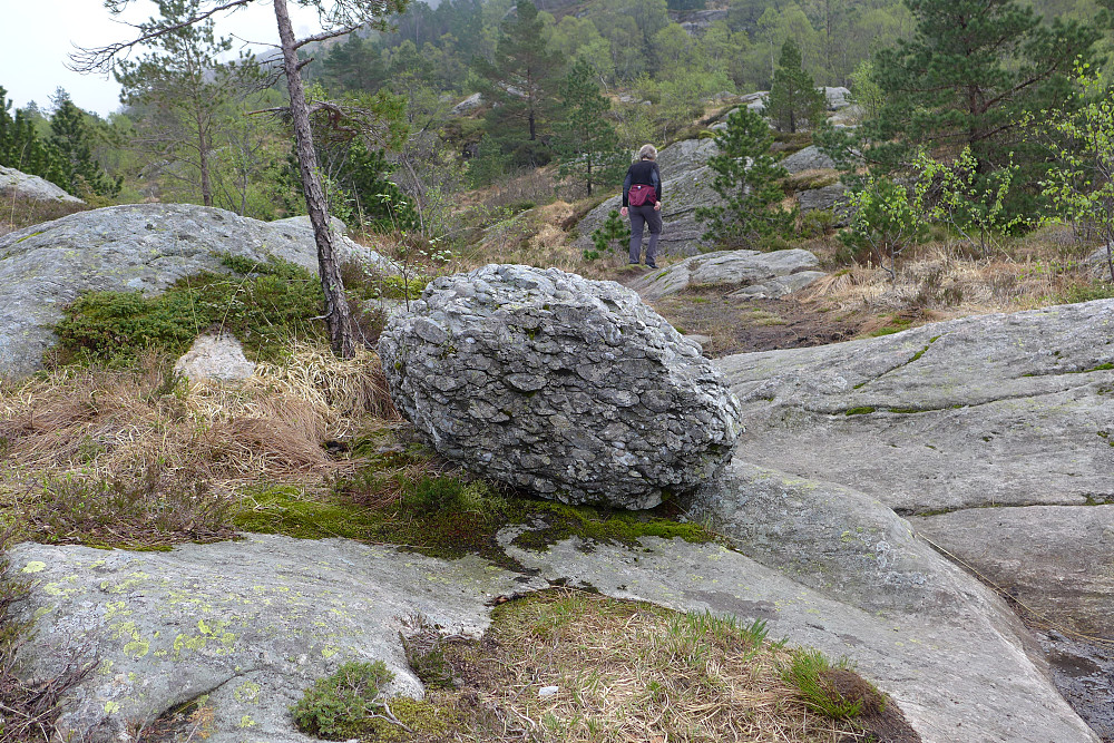 Konglomeratstein som vel må være en flyttstein på stien mellom Fjellheim og Dræggehytten