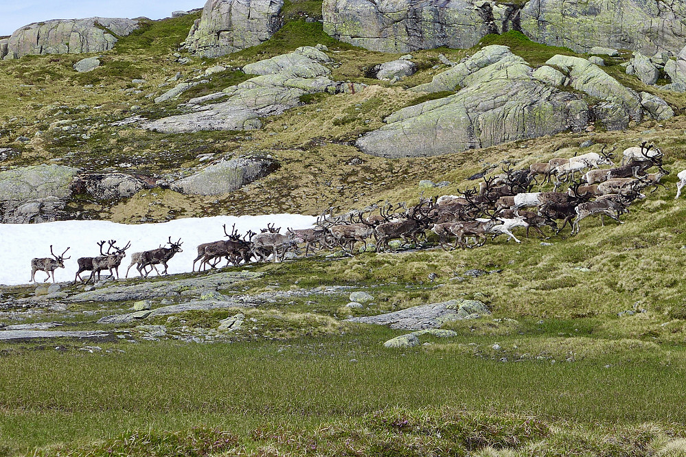 Dyrene sto i ro ganske lenge, men stakk da vi begynte å nærme oss. Samtidig skremte flokken opp noe forfjamsede fjellryper oppe i skråningene!