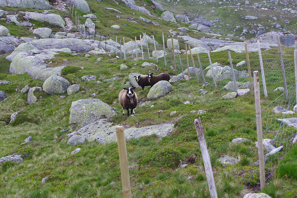 På tur ned igjen traff jeg på disse black-and-white-sauene innenfor et sauegjerde! Hvilken ras, mon tro?