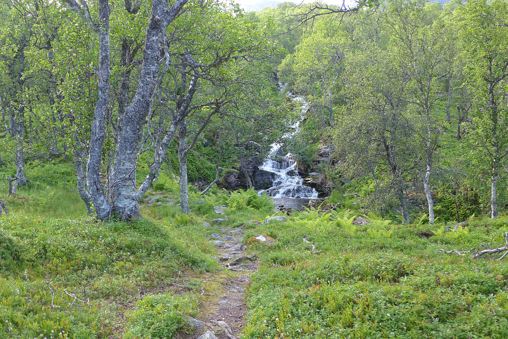 Idyllisk sti og natur, her ved bekken fra Årbogvatnet
