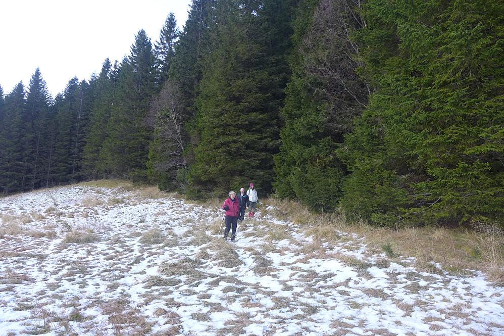 På vei tilbake kom vi inn på en bedre og ryddet sti som er kortere enn ruten vår opp. Denne stien starter i granskogen der folket kommer ut