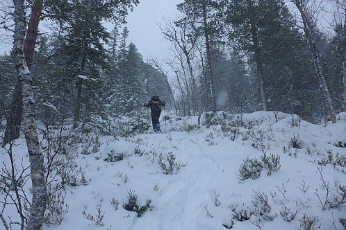Oppover i skogen mot Hemnafjellet