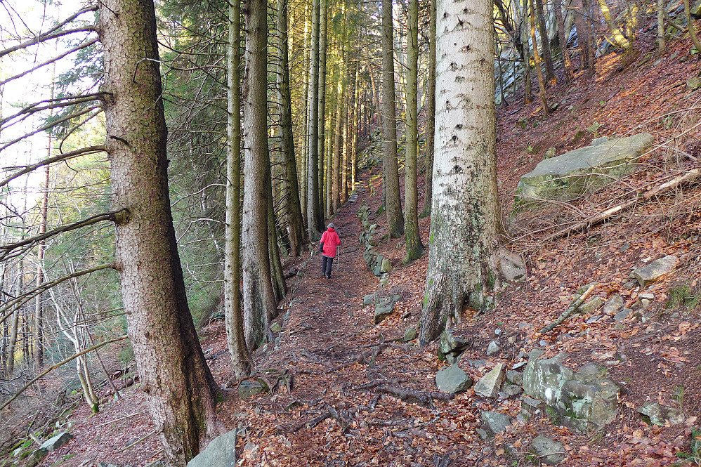 Fint tilrettelagt sti gjennom gammel skog