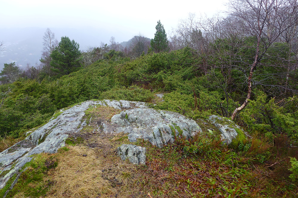 Hånuken. Furekampane i bakgrunnen.