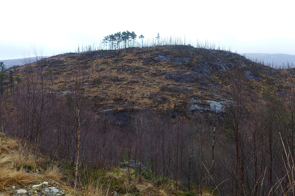 Haukheia øst for Rødland i Langedalen 