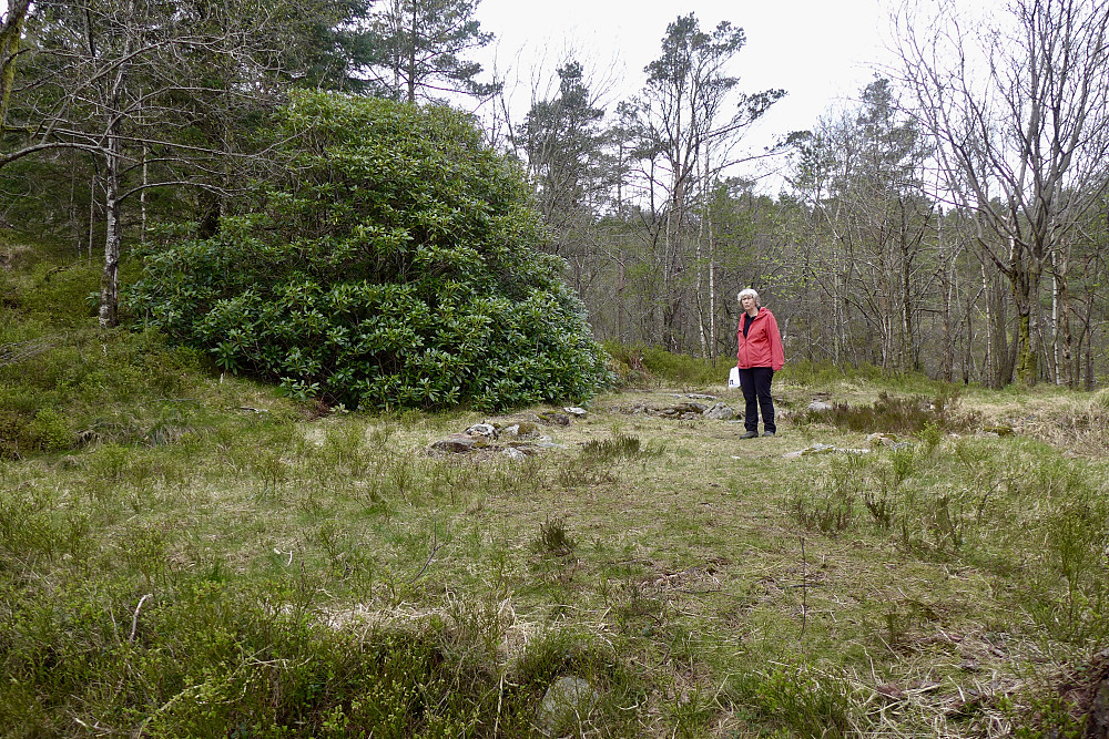 En stor og flott rhododendron pryder ennå tomten!